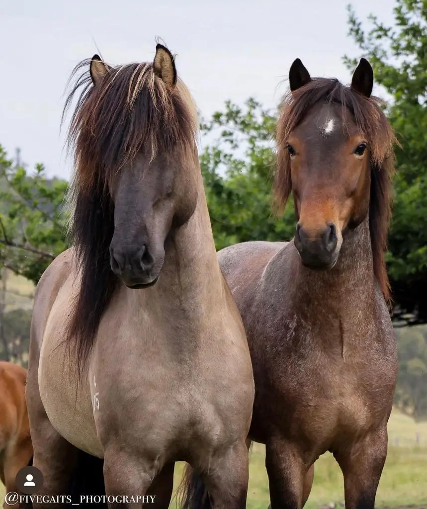 Magnús From Megalong Icelandic Horses 1