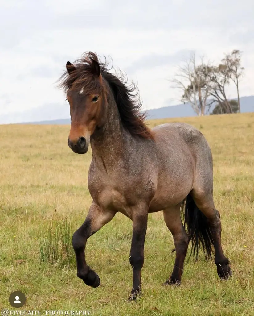 Plútó From Megalong Icelandic Horses 1