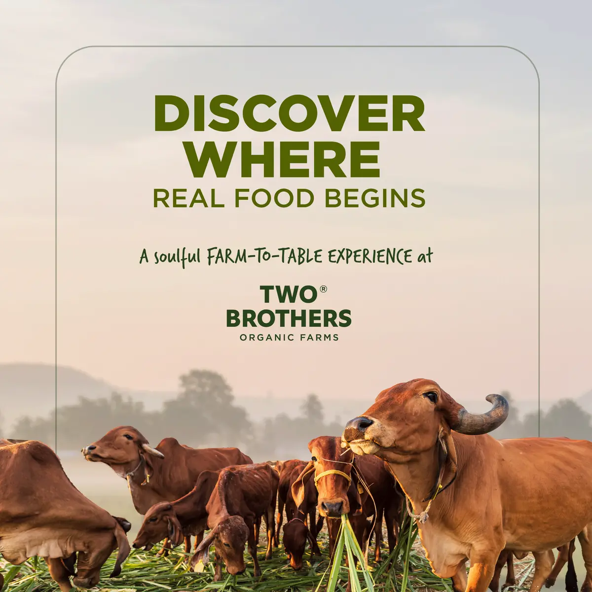 Visit Your Farm - Where All The Goodness Comes From 1
