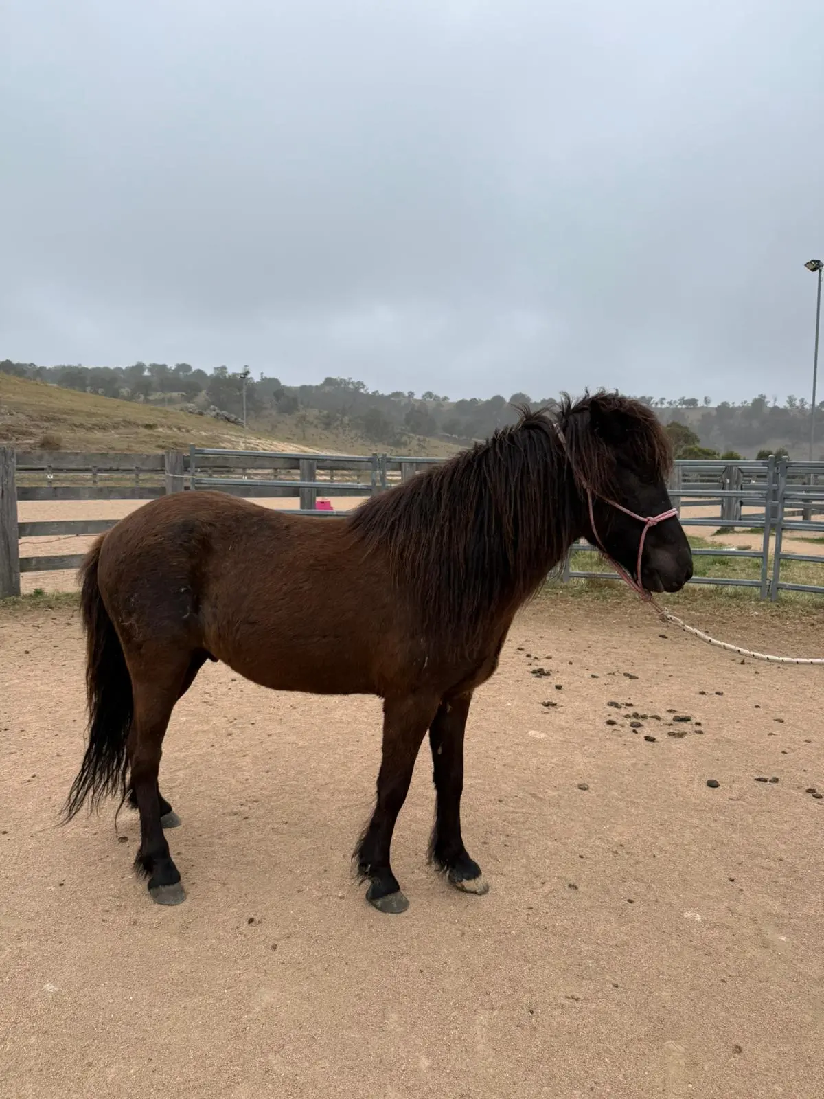 Sindri From Megalong Icelandics - Coming Up In 12 Months 1
