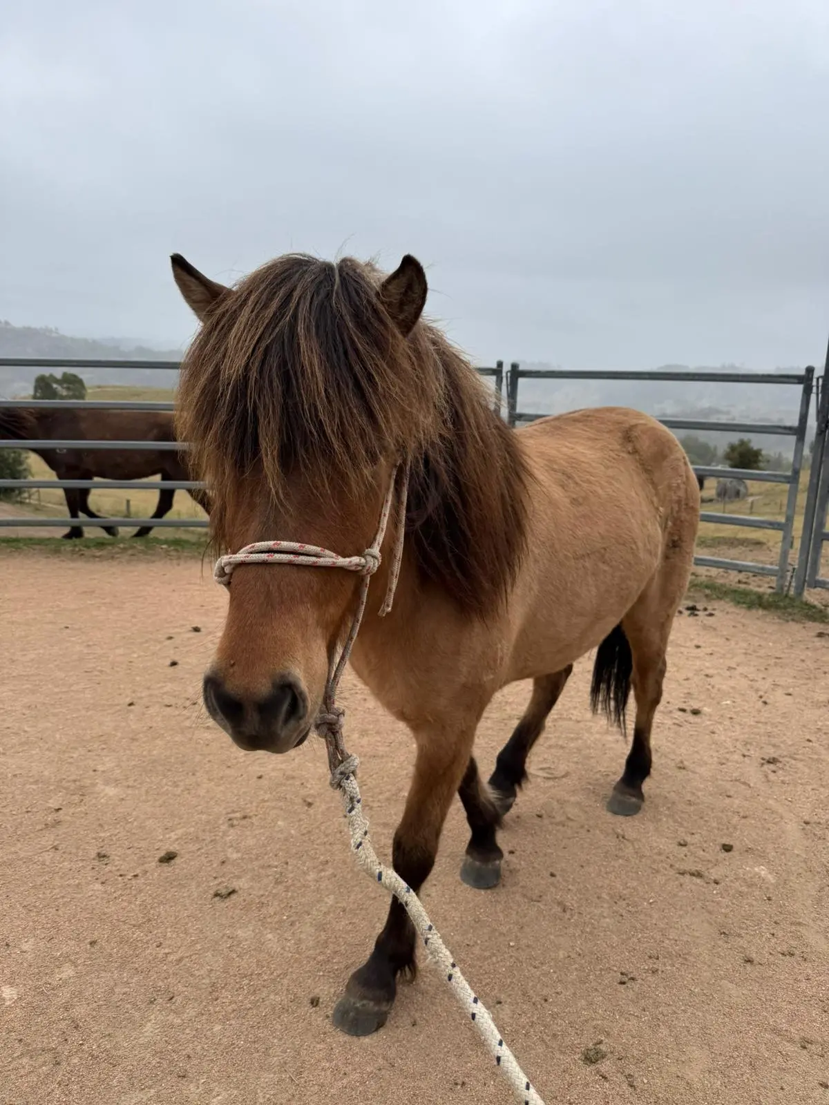 Djarfur From Megalong Icelandics - Coming Up In 12 Months 1