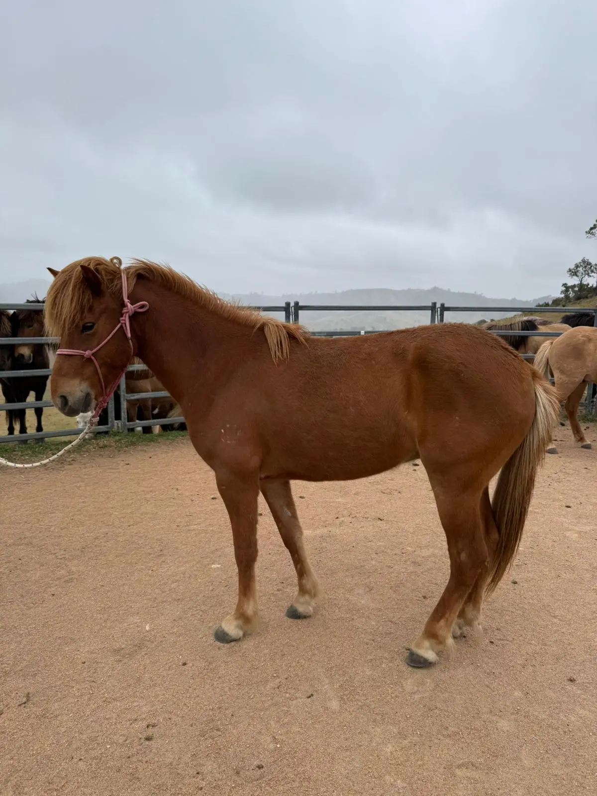 Dreki From Haldane - Coming Up In 6 Months 1