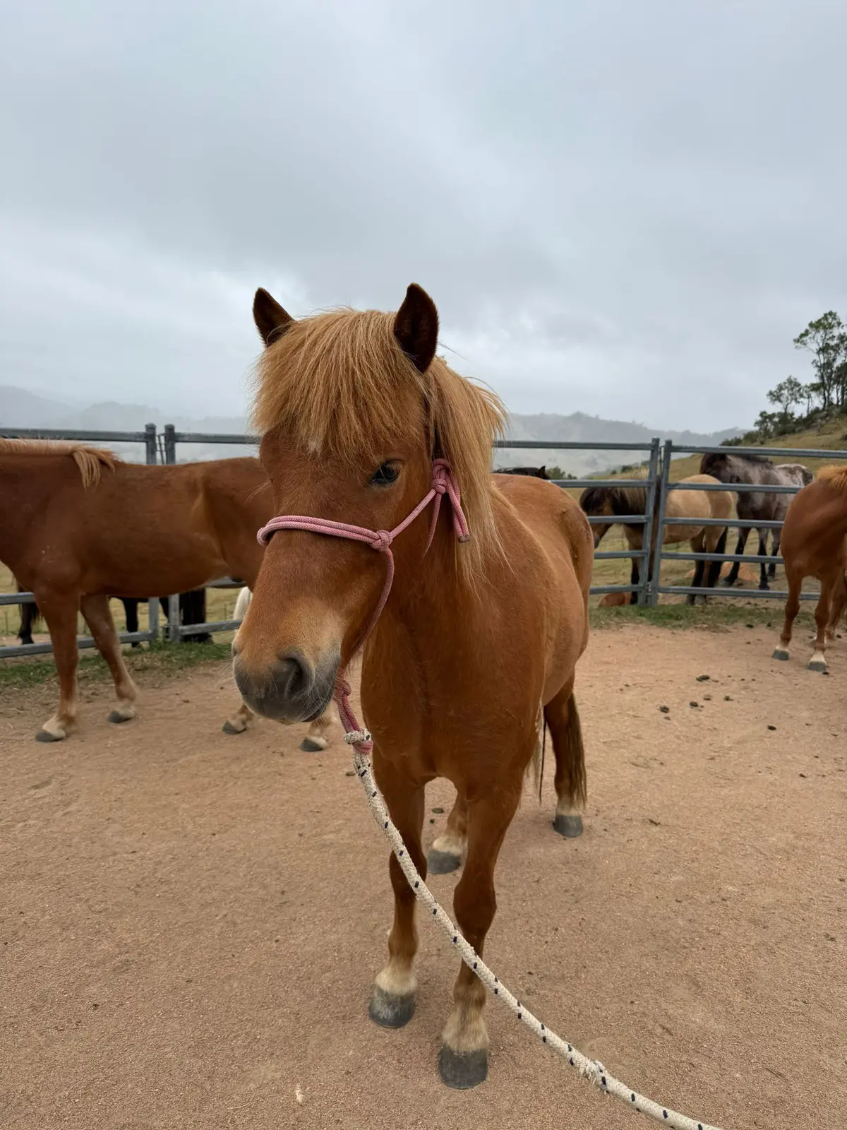 Glanni From Megalong Icelandics - Coming Up In 12 Months 1