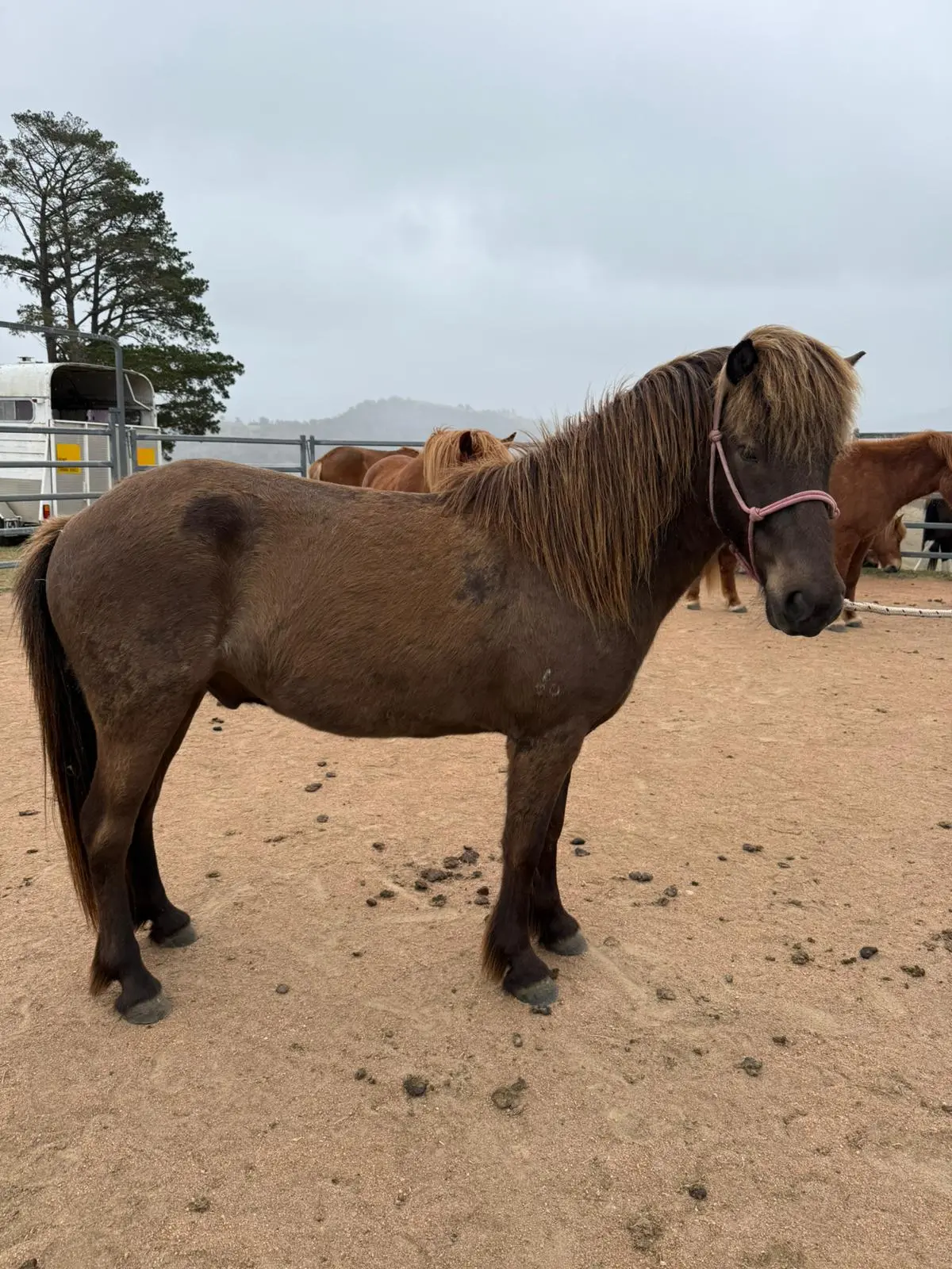 Fenrir From Haldane - Coming Up In 6 Months 1
